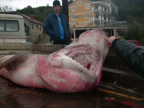 У берегов Черногории поймали акулу весом 700 кг