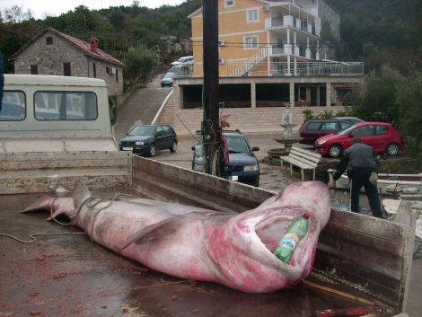 У берегов Черногории поймали акулу весом 700 кг