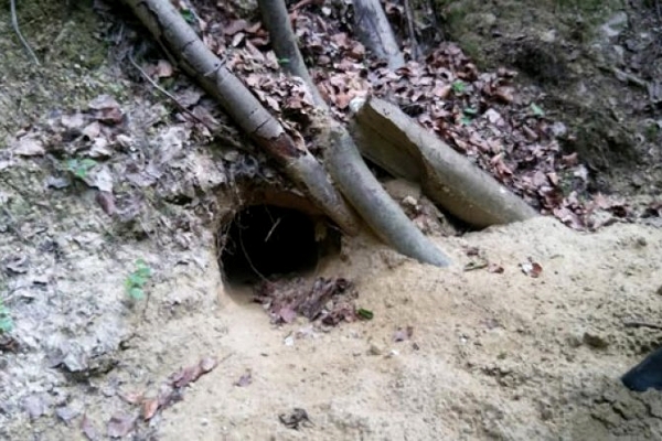 «Нора» или дыра в лесу «Буквик» в Боснии и Герцеговине