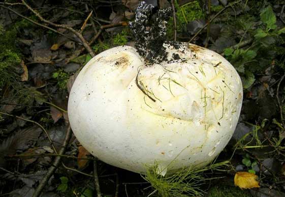 Гигантский гриб в Боснии