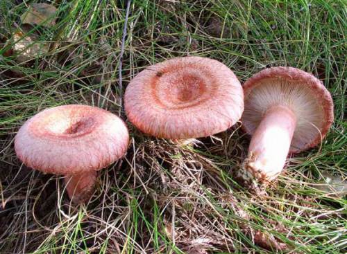 Рыжики грибы