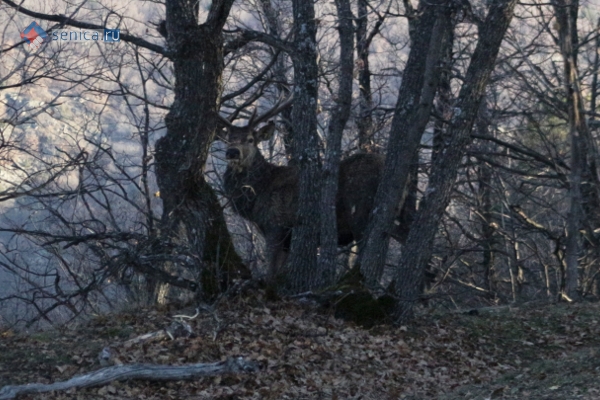 Олень в лесу. Охотничье угодье "Нидже". Македония