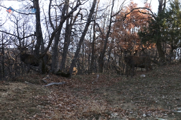 Олень в лесу. Охотничье угодье "Нидже". Македония
