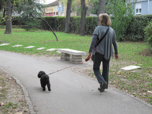 Выгул собак на кладбище в Белграде