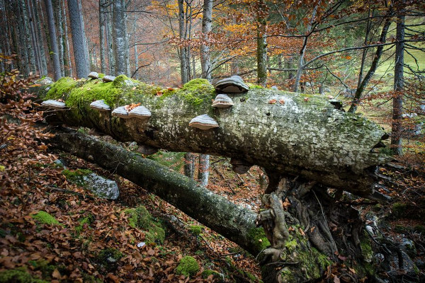 «Making an Ancient Forest - Kalkalpen National Park»