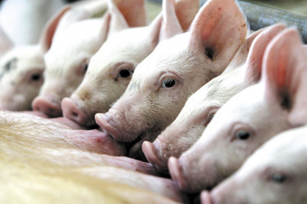 Сербия экспортирует свинину в Россию